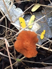 Marasmiaceae