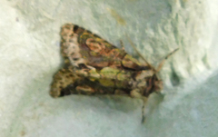 Allophyes oxyacanthae