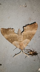 Pachysphinx occidentalis