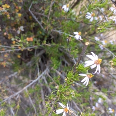 Felicia filifolia