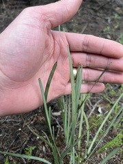 Lomandra multiflora dura