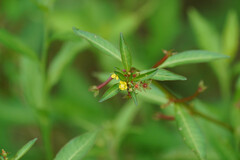 Ludwigia epilobioides