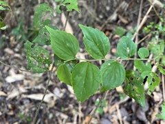 Celtis biondii
