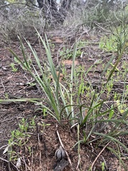 Lomandra multiflora dura