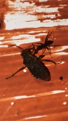 Rhopalidae