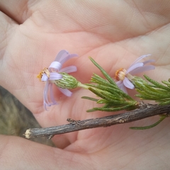 Felicia filifolia