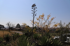 Agave angustifolia