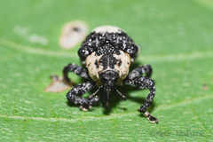 Sternuchopsis trifida