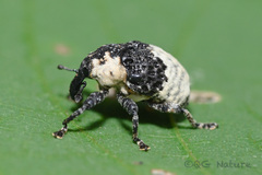 Sternuchopsis trifida