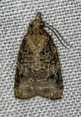 Platynota exasperatana