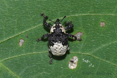 Sternuchopsis trifida