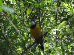Pachycephala fuliginosa