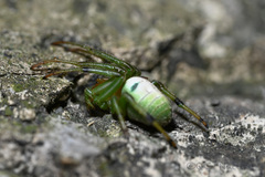 Aoaraneus pentagrammicus