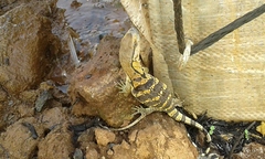 Varanus albigularis albigularis