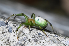 Aoaraneus pentagrammicus
