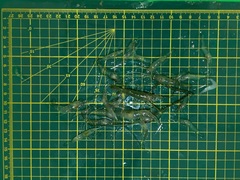 Macrobrachium nipponense