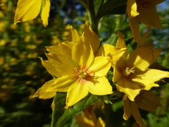 Lysimachia