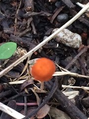 Marasmiaceae