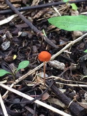 Marasmiaceae