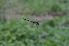 Anotogaster sieboldii