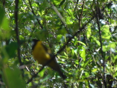 Pachycephala fuliginosa