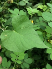 Angiospermae
