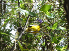 Pachycephala fuliginosa