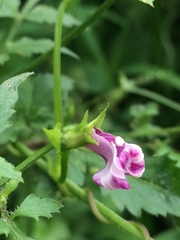 Angiospermae