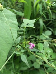 Angiospermae