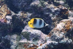 Chaetodon ulietensis