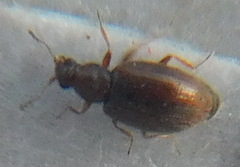 Corticariinae