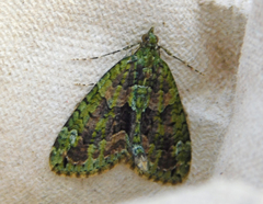 Chloroclysta siterata