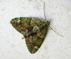 Chloroclysta siterata