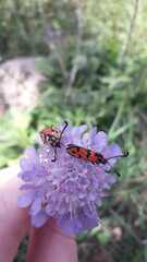 Scabiosa columbaria