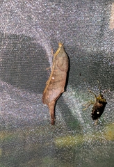 Suana concolor