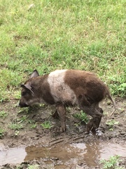 Sus scrofa domesticus