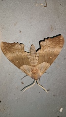 Pachysphinx occidentalis