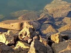 Pachygrapsus marmoratus