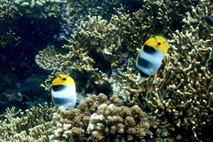 Chaetodon ulietensis