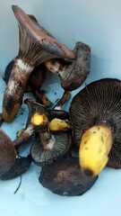 Gomphidius glutinosus