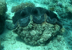 Tridacna gigas