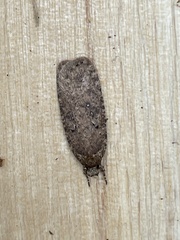 Agonopterix heracliana