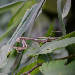 Tenodera sinensis