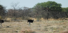 Struthio camelus australis