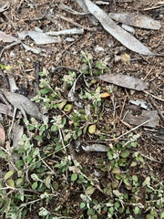 Chenopodium desertorum microphyllum