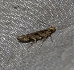 Aristotelia roseosuffusella