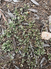 Chenopodium desertorum microphyllum