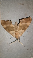 Pachysphinx occidentalis