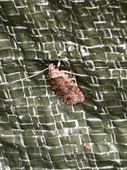 Agonopterix heracliana