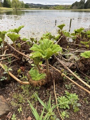 Gunnera